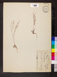 Eriogonum vimineum image