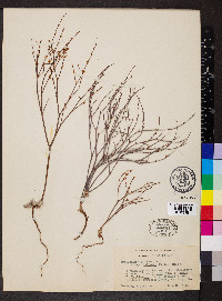 Eriogonum vimineum image