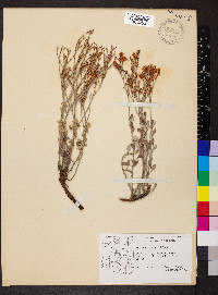 Eriogonum wrightii image