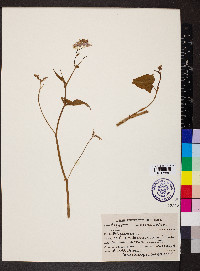 Fagopyrum acutatum image
