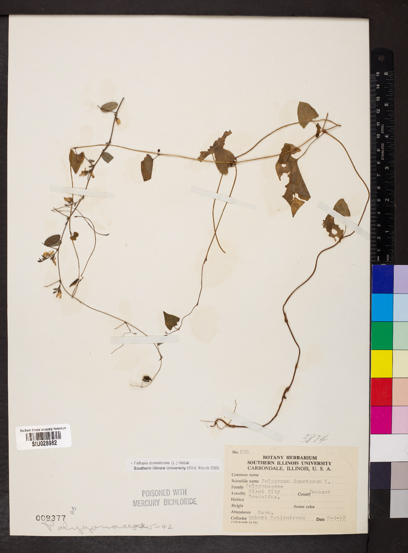 Fallopia dumetorum image