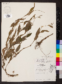 Persicaria hydropiper image