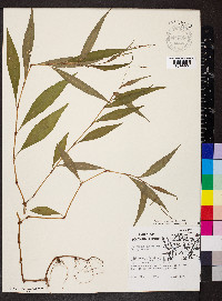 Persicaria hydropiper image