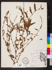 Persicaria hydropiper image