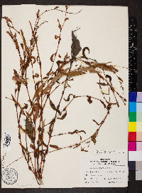 Persicaria hydropiper image