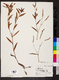 Persicaria hydropiper image