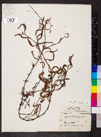 Persicaria setacea image