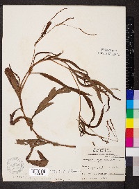 Persicaria setacea image