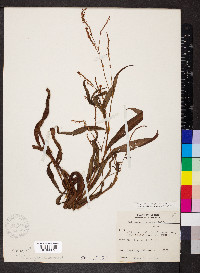 Persicaria setacea image