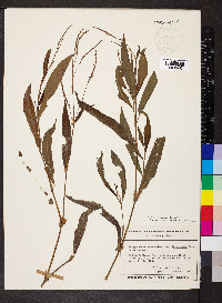Persicaria setacea image