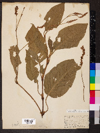 Persicaria orientalis image