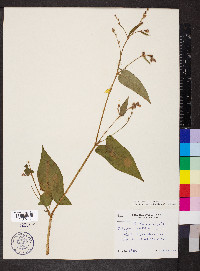 Persicaria arifolia image