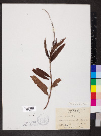 Persicaria setacea image