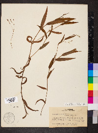 Persicaria meisneriana image