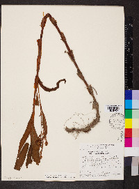 Persicaria segetum image