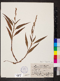 Persicaria glabra image