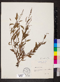 Persicaria mitis image