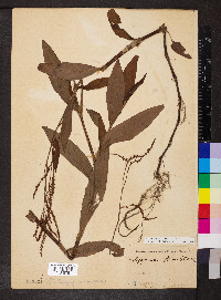Persicaria barbata image
