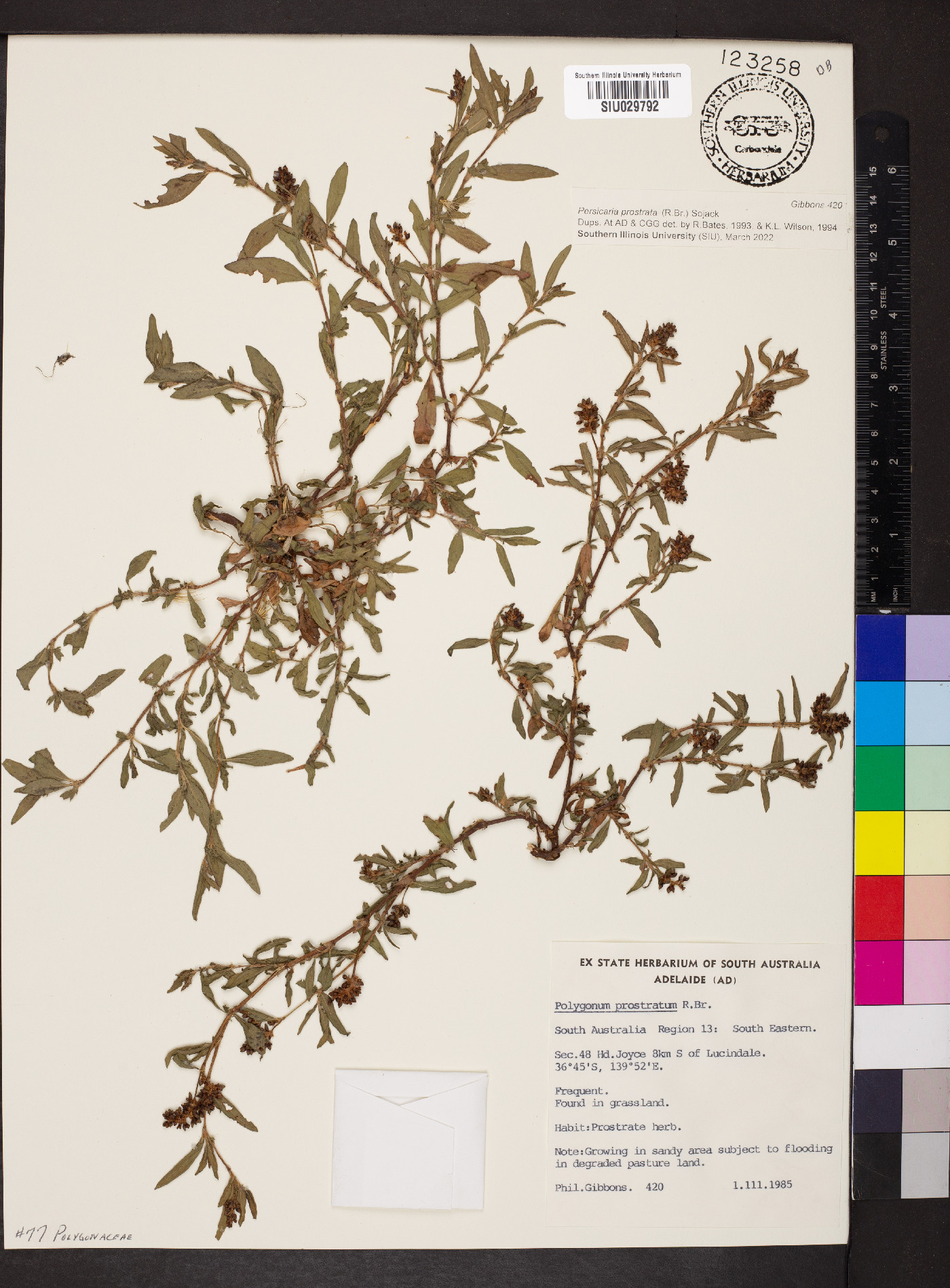 Persicaria prostrata image