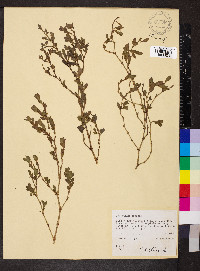 Polygonum erectum image