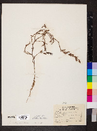 Polygonum erectum image