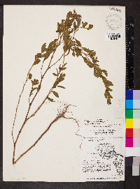 Polygonum erectum image