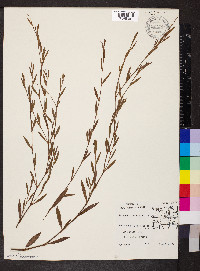 Polygonum ramosissimum image