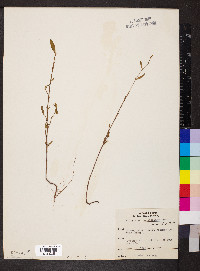 Polygonum ramosissimum image