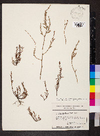 Polygonum ramosissimum image