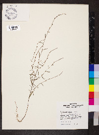 Polygonum tenue image