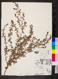 Polygonum aviculare subsp. aviculare image