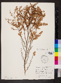 Polygonum americanum image