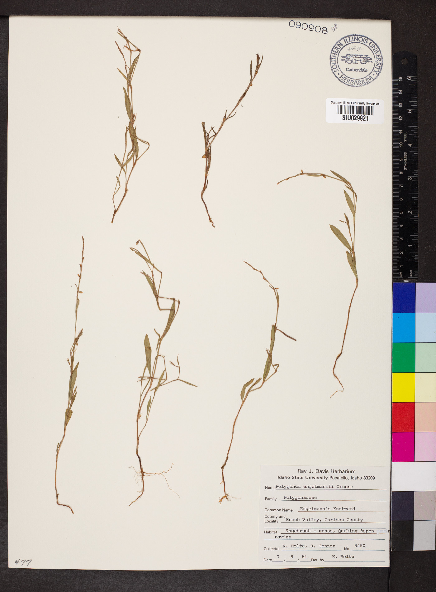 Polygonum engelmannii image