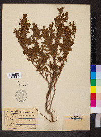 Polygonum erectum image