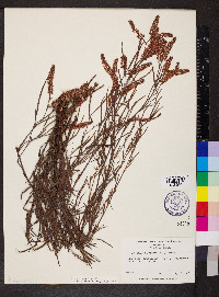 Polygonum fimbriatum image