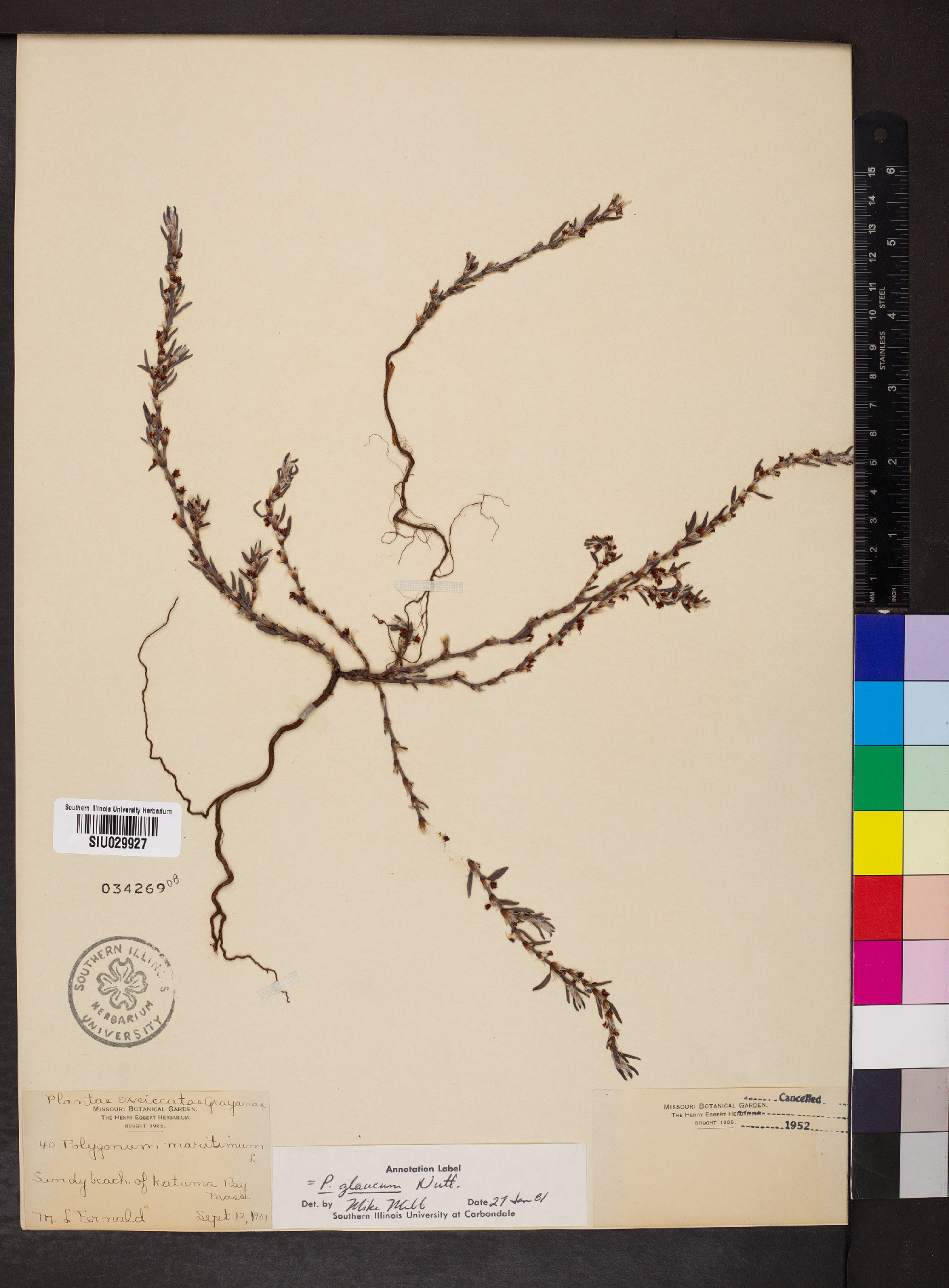 Polygonum glaucum image