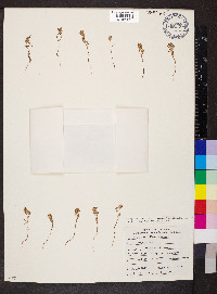 Polygonum polygaloides subsp. kelloggii image