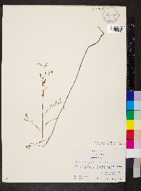 Polygonum pinicola image
