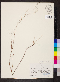 Polygonum pinicola image