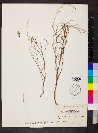 Polygonum ramosissimum subsp. prolificum image