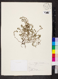 Polygonum arenastrum image