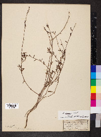 Polygonum glaucum image