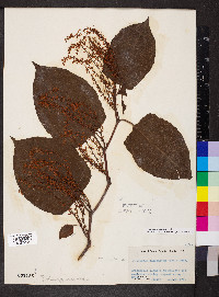 Reynoutria japonica image