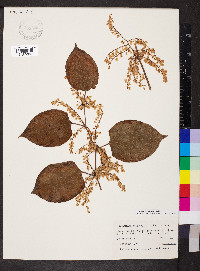 Reynoutria japonica image