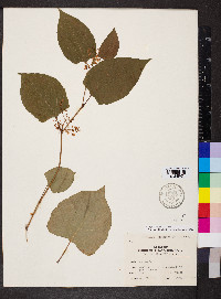 Reynoutria japonica image