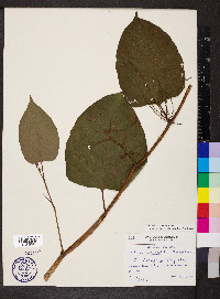 Reynoutria japonica image