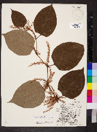 Reynoutria japonica image