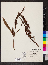 Rumex hydrolapathum image