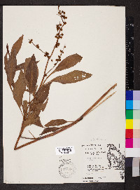 Rumex mexicanus image