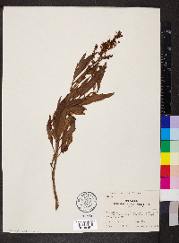 Rumex mexicanus image